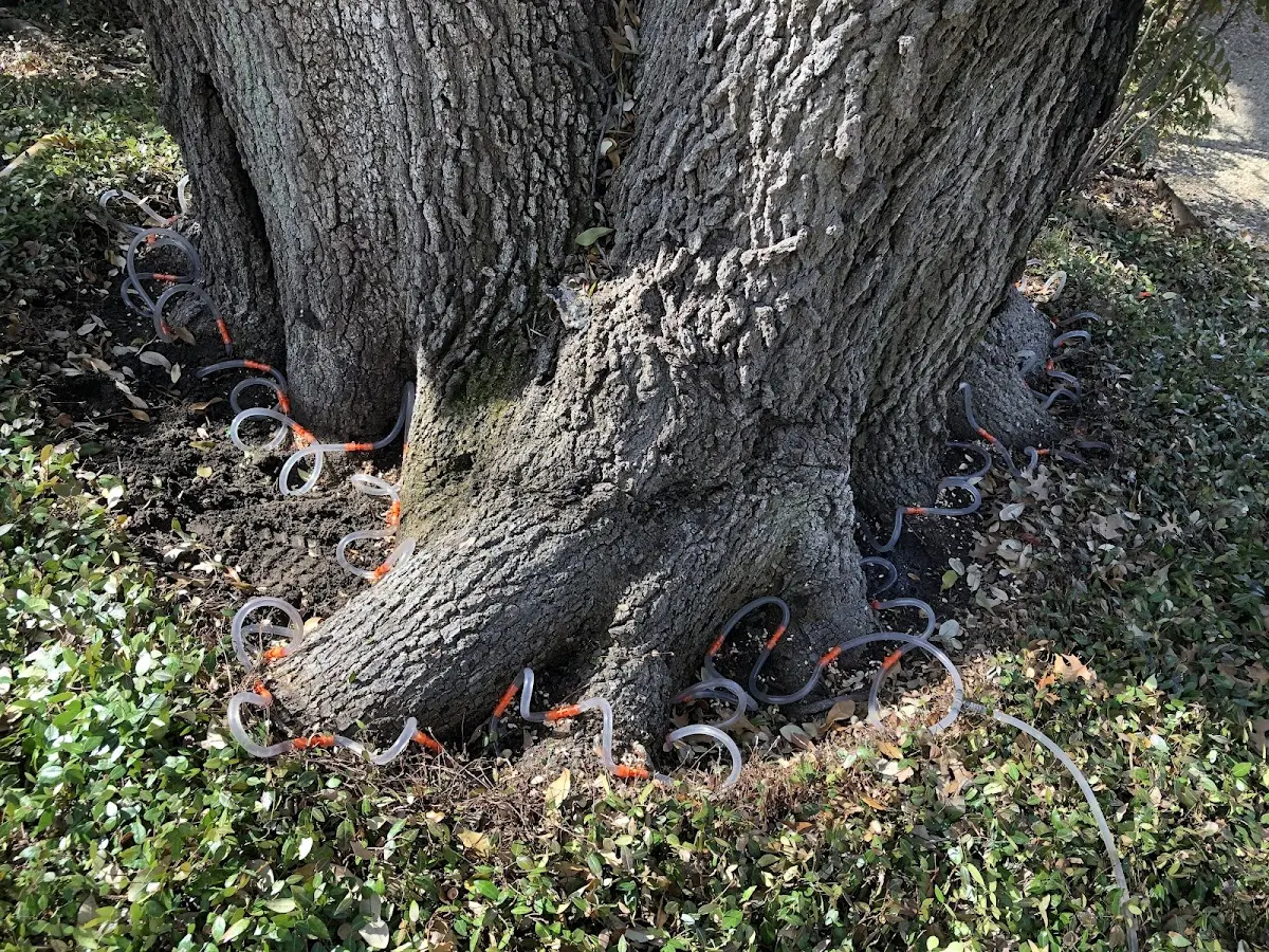 Detailed Tree Cabling and Bracing job site in Lindsborg