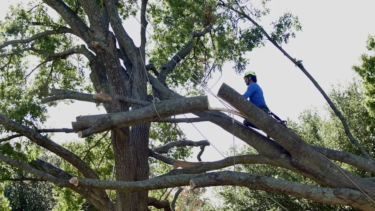 Professional Crown Thinning performed by certified arborists in Lindsborg
